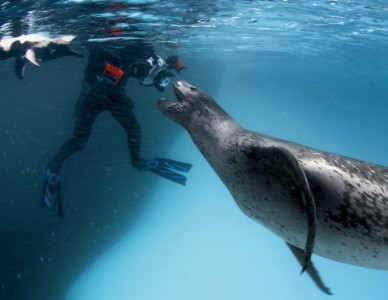 ouch sea lions attack swimmers in san francisco bay ouch sea lions attack swimmers in san francisco bay