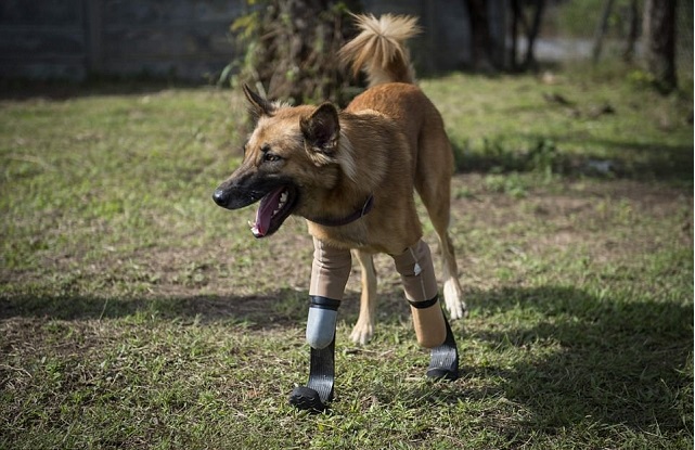 the soi dog foundation an animal welfare group based on the resort island of phuket brought in a human surgeon to fit cola with high tech carbon fibre racing blades similar to those used photo afp