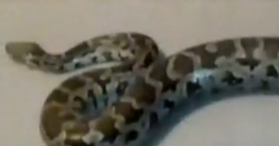 python from india captured in forest on lahore s outskirts python from india captured in forest on lahore s outskirts