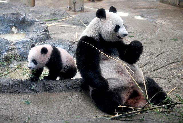 female giant panda cub xiang xiang l walks beside her mother shin shin r at ueno zoo in tokyo on december 19 2017 photo reuters