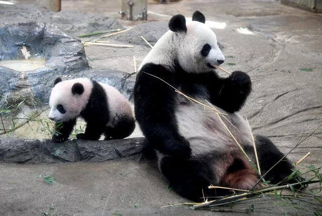 female giant panda cub xiang xiang l walks beside her mother shin shin r at ueno zoo in tokyo on december 19 2017 photo reuters female giant panda cub xiang xiang l walks beside her mother shin shin r at ueno zoo in tokyo on december 19 2017 photo reuters