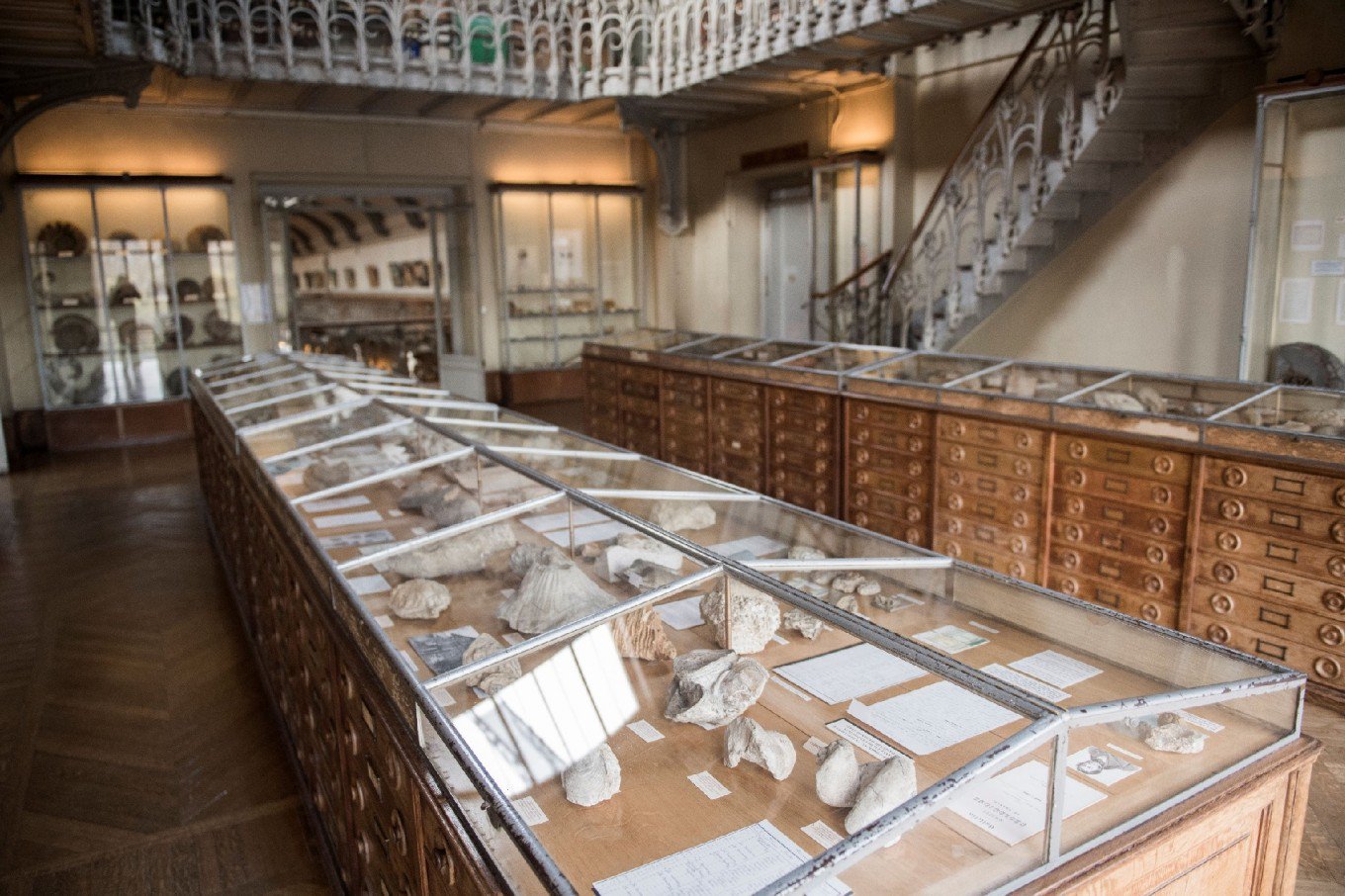 a picture taken in paris shows fossils displayed at the paleontology gallery of the french museum of natural history photo afp