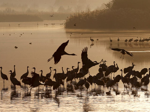 migratory birds coming from siberia are hunted in the province photo file migratory birds coming from siberia are hunted in the province photo file