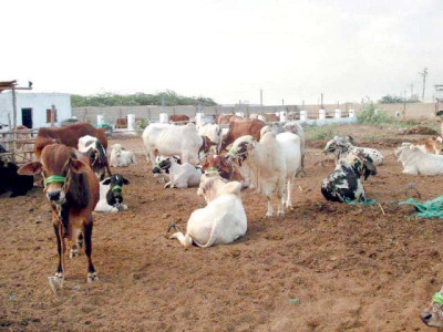 300 animals distributed among deserving women