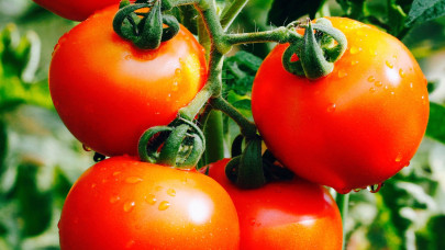 two tomatoes a day may keep lung disease at bay study two tomatoes a day may keep lung disease at bay study