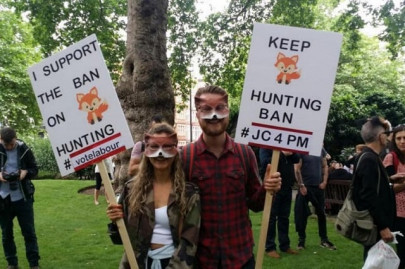 fox hunting resurfaces as political issue in uk