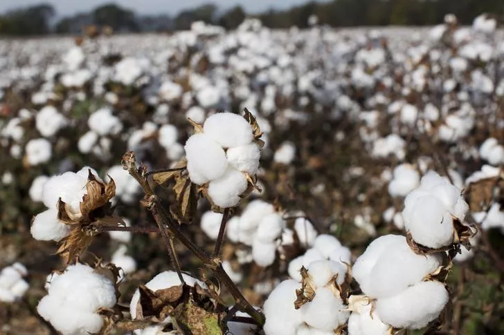 cotton waiting to be picked sits in a field photo reuters cotton waiting to be picked sits in a field photo reuters