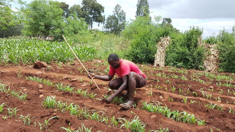 tarekegn kareto plucks weeds in his maize field in argoba village southern ethiopia photo reuters