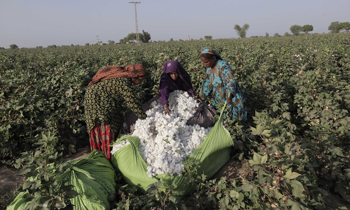 women cotton pickers unload cotton blooms plucked from plants to make a bundle photo reuters