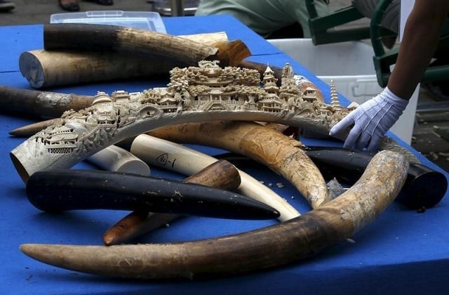 a government official picks up an ivory tusk to crush it at a confiscated ivory destruction ceremony in beijing china may 29 2015 photo reuters