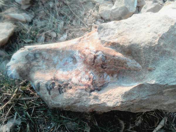 3 3 million year old fossil of extinct anthracothere found in pakistan