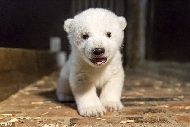 fritz was the first polar bear birth in eastern berlin 039 s tierpark zoo in 22 years photo reuters