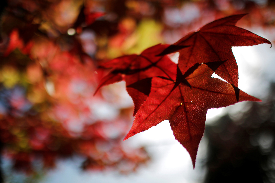 Light filters through colored leaves as autumn weather arrives in Europe in Orvault, western France, on October 18. PHOTO: REUTERS