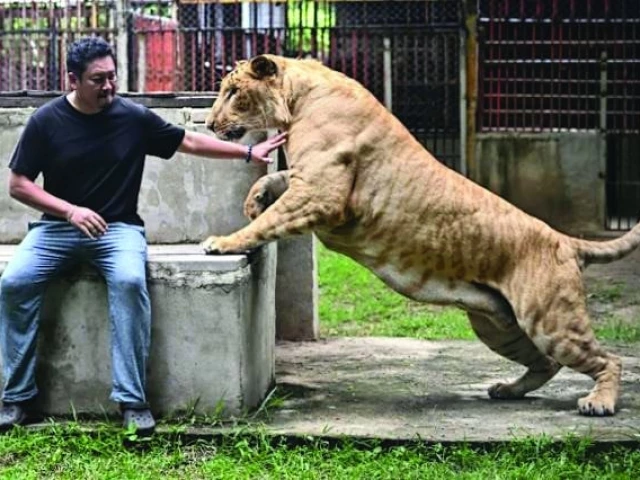 thailand s captive liger population has exploded in recent years photo afp thailand s captive liger population has exploded in recent years photo afp