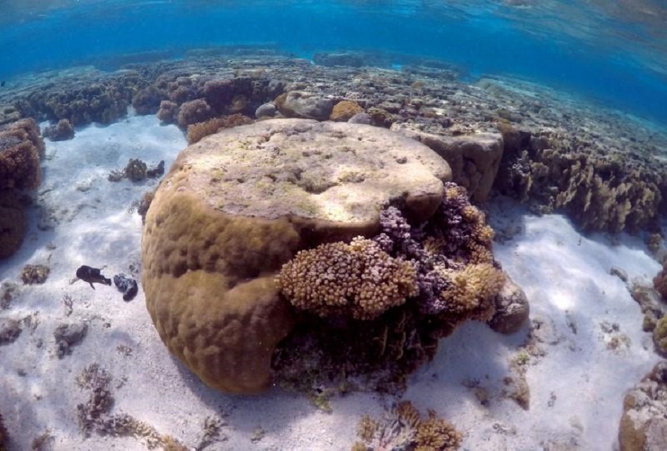 a large piece of coral can be seen in the lagoon on lady elliot island on the great barrier reef northeast from bundaberg town in queensland australia june 9 2015 photo reuters