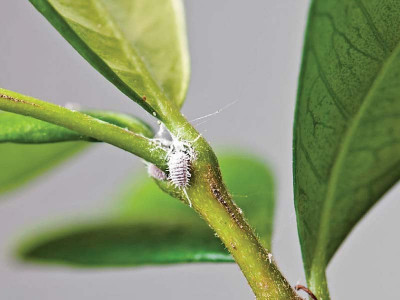 hoeing in orchards could save plants from mealybug attack experts hoeing in orchards could save plants from mealybug attack experts