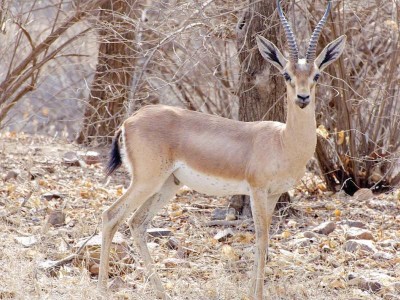 chinkara deer gives birth at zoo