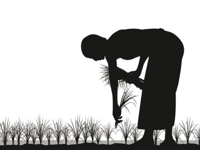 k p to offer kitchen farming lessons