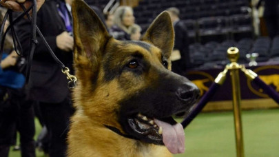 two jailed for insulting policeman who killed dog in china two jailed for insulting policeman who killed dog in china