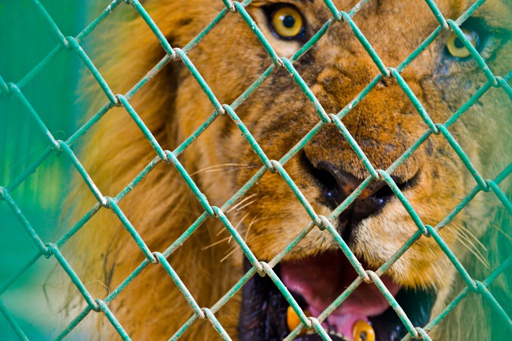 according to the karachi zoo director simba was very weak when it arrived at the zoo photo file