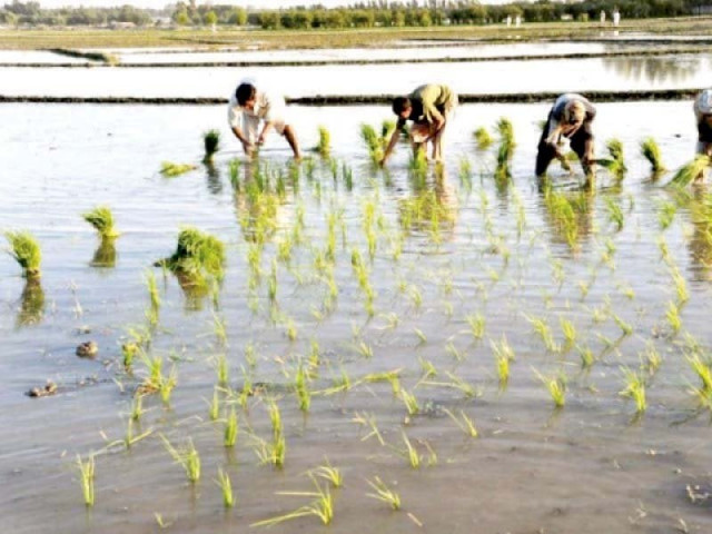 pakistan exported rice worth rs168 244 billion in fiscal year 2017 down from rs194 2 billion in the previous year photo file pakistan exported rice worth rs168 244 billion in fiscal year 2017 down from rs194 2 billion in the previous year photo file