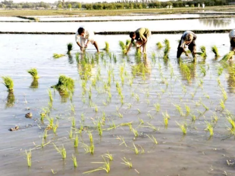 pakistan exported rice worth rs168 244 billion in fiscal year 2017 down from rs194 2 billion in the previous year photo file pakistan exported rice worth rs168 244 billion in fiscal year 2017 down from rs194 2 billion in the previous year photo file