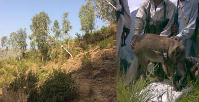 surviving the odds surviving the odds