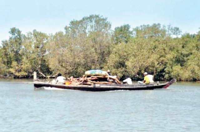 this file photo shows the mangroves around port qasim which largely attribute to the bounty of fish available in the waters according to muhammad ali shah pakistan fisherfolk forum s chairperson previously there was 2 6 million hectares of mangrove forest along the coastal belt which has now been reduced to 70 000 this file photo shows the mangroves around port qasim which largely attribute to the bounty of fish available in the waters according to muhammad ali shah pakistan fisherfolk forum s chairperson previously there was 2 6 million hectares of mangrove forest along the coastal belt which has now been reduced to 70 000
