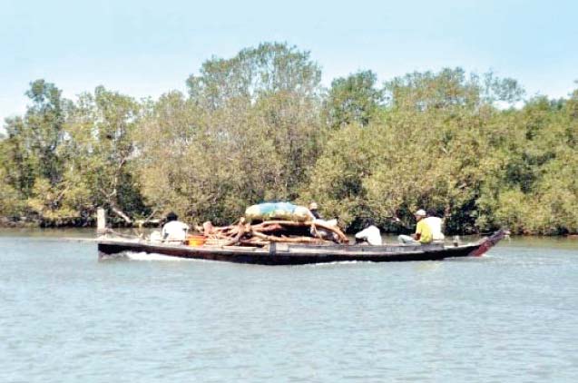 this file photo shows the mangroves around port qasim which largely attribute to the bounty of fish available in the waters according to muhammad ali shah pakistan fisherfolk forum s chairperson previously there was 2 6 million hectares of mangrove forest along the coastal belt which has now been reduced to 70 000