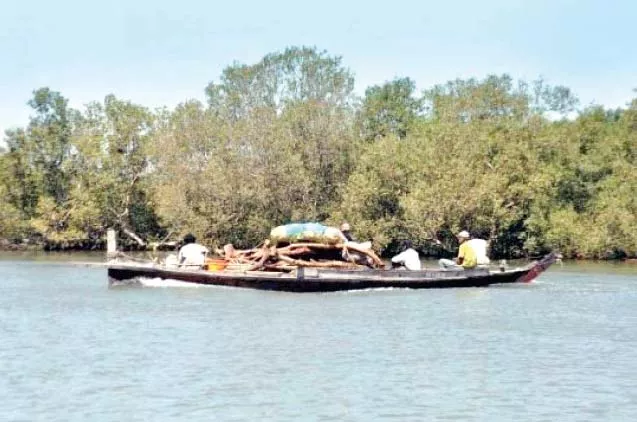 this file photo shows the mangroves around port qasim which largely attribute to the bounty of fish available in the waters according to muhammad ali shah pakistan fisherfolk forum s chairperson previously there was 2 6 million hectares of mangrove forest along the coastal belt which has now been reduced to 70 000 this file photo shows the mangroves around port qasim which largely attribute to the bounty of fish available in the waters according to muhammad ali shah pakistan fisherfolk forum s chairperson previously there was 2 6 million hectares of mangrove forest along the coastal belt which has now been reduced to 70 000