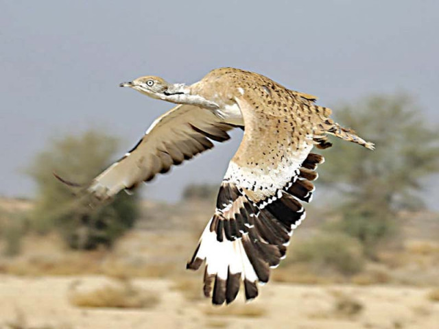 houbara bustards released in the wild to populate pakistan 039 s resident species photo online houbara bustards released in the wild to populate pakistan 039 s resident species photo online