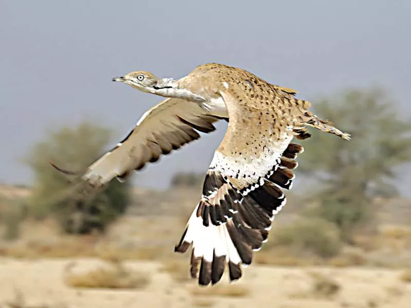 houbara bustards released in the wild to populate pakistan 039 s resident species photo online houbara bustards released in the wild to populate pakistan 039 s resident species photo online