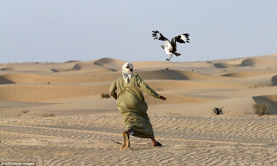 a man hunting the houbara bustard photo afp file