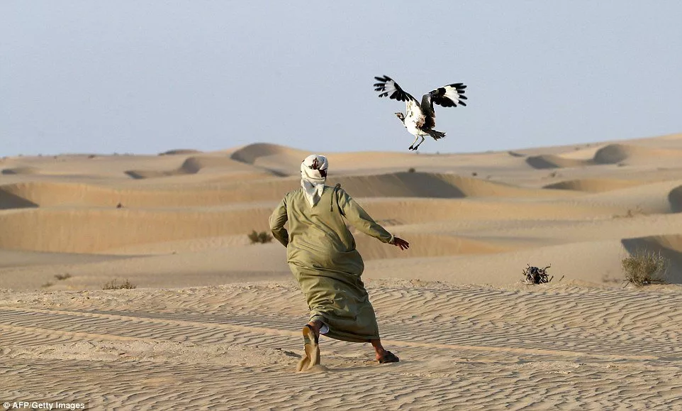 a man hunting the houbara bustard photo afp file a man hunting the houbara bustard photo afp file
