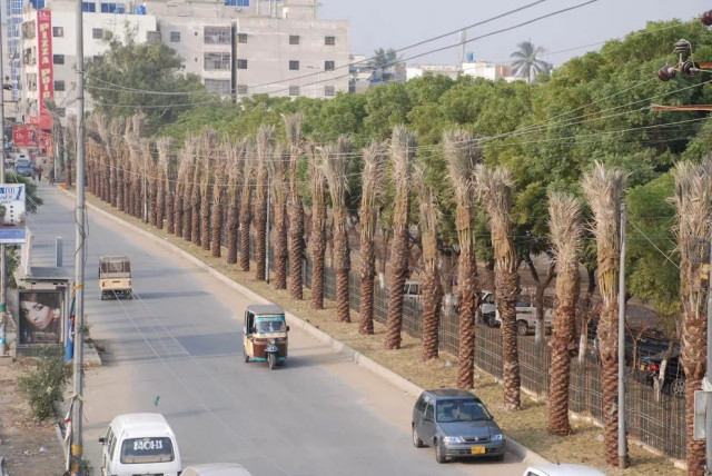 fresh air the company involved in planting the trees will also be responsible for maintaining these trees for a year photo express fresh air the company involved in planting the trees will also be responsible for maintaining these trees for a year photo express