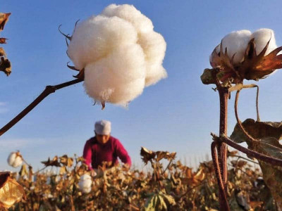 pakistan plans rs10b research fund to boost cotton output