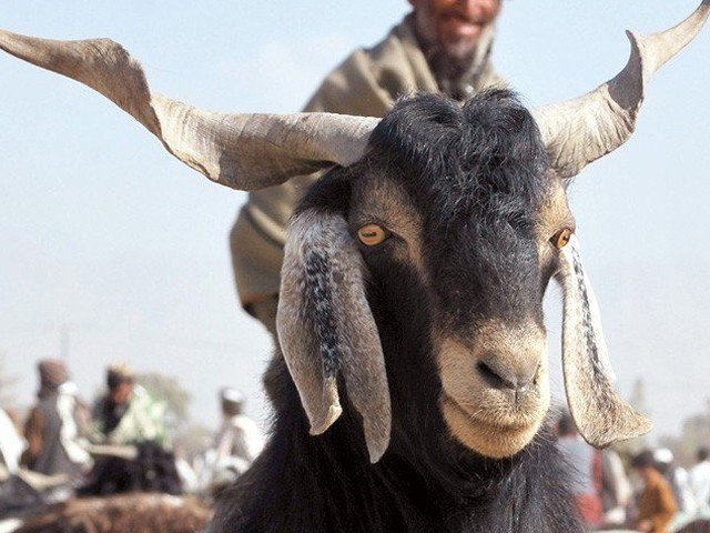 pml n sacrifice goats in haripur
