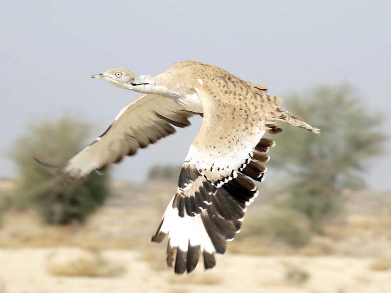 a houbara bustard flies in cholistan photo online