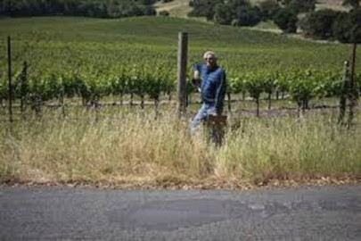 overgrown grass bushes in park irk residents
