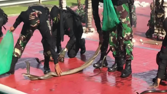 indonesian forces drink snake blood roll in glass photo file indonesian forces drink snake blood roll in glass photo file