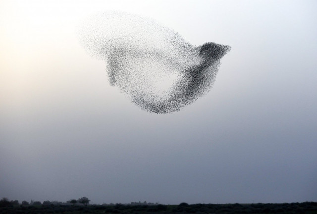 a murmuration of starlings performing their traditional dance before landing to sleep near the southern israeli city of rahat in the negev desert photo afp