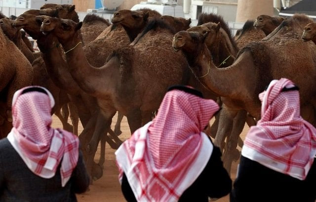 saudi men stand next to camels as they participate in king abdulaziz camel festival in rimah governorate north east of riyadh saudi arabia january 19 2018 picture taken january 19 2018 photo reuters saudi men stand next to camels as they participate in king abdulaziz camel festival in rimah governorate north east of riyadh saudi arabia january 19 2018 picture taken january 19 2018 photo reuters