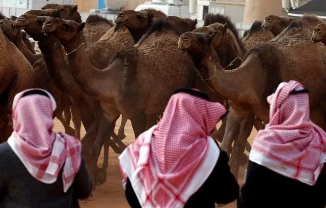 saudi men stand next to camels as they participate in king abdulaziz camel festival in rimah governorate north east of riyadh saudi arabia january 19 2018 picture taken january 19 2018 photo reuters saudi men stand next to camels as they participate in king abdulaziz camel festival in rimah governorate north east of riyadh saudi arabia january 19 2018 picture taken january 19 2018 photo reuters