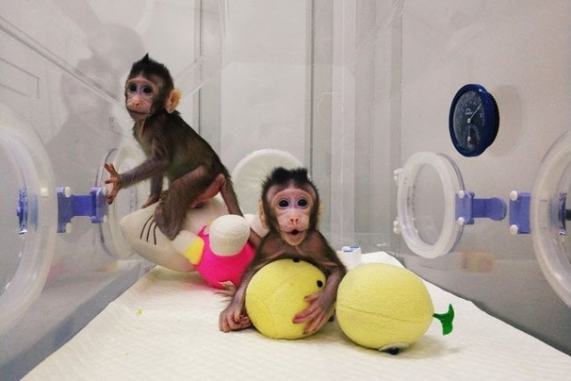 the two identical cloned monkeys in shanghai photo afp the two identical cloned monkeys in shanghai photo afp