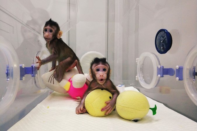 the two identical cloned monkeys in shanghai photo afp