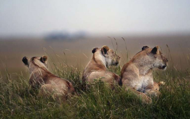 lions fail two out of three times when they hunt zebras photo online