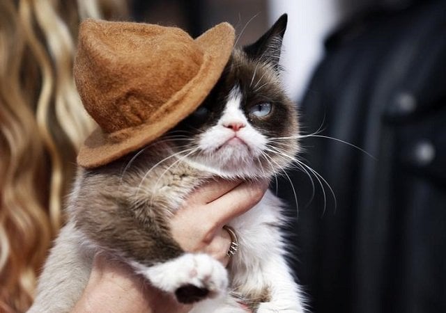 grumpy cat arrives at the 2014 mtv movie awards in los angeles california april 13 2014 reuters danny moloshok