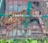 leopard caught near village
