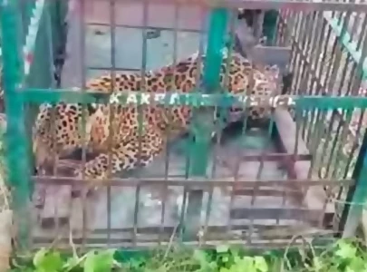 leopard caught near village