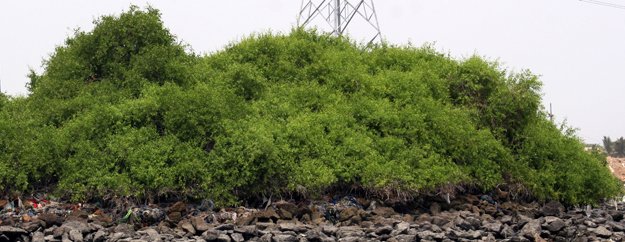 300 mangrove saplings planted
